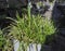 Spider plant plant scient. name Chlorophytum comosum