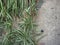 Spider plant plant scient. name Chlorophytum comosum