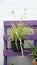 Spider plant in pot on purple painted pallet in Andalusian vilage