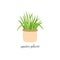 Spider plant vector illustration drawing