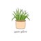 Spider plant vector illustration drawing