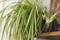 Spider plant white flowers close up on background of room with plants. Chlorophytum blooming flowers and green striped leaves, pot