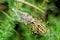 Spider preying at grasshopper. Argiope bruennichi
