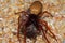 Spider preying on Pill-bug