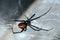 Spider, Red-back, Lacrodectus Hasselti