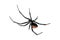 Spider, Redback or Black Widow, isolated on white