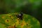 A spider rests on a yellow leaf