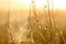 Spider`s web closeup with drops of dew at dawn. Wet grass before sun raise. Spider web with droplets of water. Natural