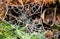 a spider's web glistening with icy frost