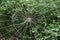 Spider\'s Web woven with synthetic yarns in green forest full of