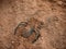 Spider in the sand close-up