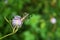 Spider on sensitive or sleepy plant in the garden