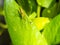 Spider shadow behind leaves Style abstract backlit