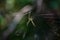 Spider showing off her silkscreen in the wilderness