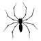 Spider silhouette. Black close-up insect, scary big spider isolated on white. Poisonous dangerous animal. Creepy
