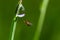 spider sits on green grass in dew drops. small black spider on the grass after rain, close-up. blurred green background, place for