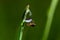 spider sits on green grass in dew drops. small black spider on the grass after rain, close-up. blurred green background, place for