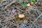 Spider sits on the yellow mushroom hat