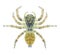 Spider Sitticus pubescens (female)