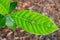 Spider sitting on gardenia leaf with dead millipede