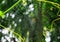 Spider sitting on web with green background. Dew drops on spider web cobweb isolated for wallpaper