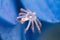 Spider skeleton on a blue hydrangia petal
