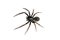 Spider - Small Black House, Badumna loninqua