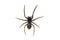 Spider - Small Black House, Badumna loninqua