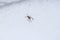 Spider on snow