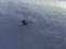 Spider on snow