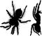 Spider. spider tarantula . black spider silhouette