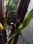 A spider spins a web between banana trees