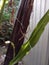 A spider spins a web between banana trees