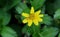 A spider spread its hands to catch a insect while sitting in a yellow flower