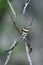 Spider, St Andrew\'s Cross, Argiope Keyserlingi, female