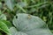 a spider standing on the leaves