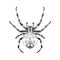 Spider symmetrical top view sketch vector