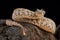 Spider-tailed horned viper Pseudocerastes urarachnoides