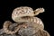 Spider-tailed horned viper Pseudocerastes urarachnoides tail detail