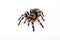 Spider Tarantula brachypelma smithi on white background. Human fear of arachnophobia. Halloween concept