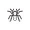 Spider tarantula hand drawn sketch icon.