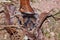 Spider tarantula hiding on nest