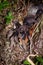 Spider tarantula out from nest