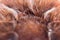 Spider tarantula Phormictopus auratus closeup. Photo dangerous spiders hairy abdomen, from where the legs go