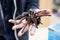 Spider tarantula Phormictopus auratus sitting on a hand. At the exhibition of exotic animals, contact zoo. reporting shooting