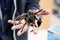 Spider tarantula Phormictopus auratus sitting on a hand. At the exhibition of exotic animals, contact zoo. reporting shooting