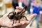 Spider tarantula Phormictopus auratus sitting on a hand. At the exhibition of exotic animals, contact zoo. reporting shooting