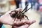 Spider tarantula Phormictopus auratus sitting on a hand. At the exhibition of exotic animals, contact zoo. reporting shooting