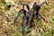 Spider, tarantula, Sericopelma melanotarsum. Curubande de Liberia, Costa Rica wildlife