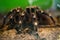 Spider-tarantula sits on the ground